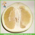 Frischer Honig Pomelo Lieferant Frischer chinesischer Honig Pomelo